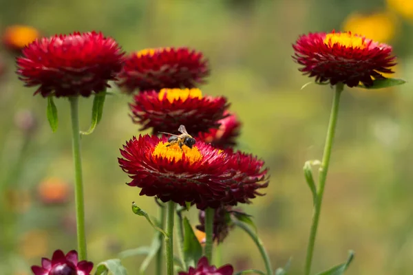 Una Abeja Sienta Arbusto Floreciente Xerochrysum Bracteatum Recolectando Néctar Fondo — Foto de Stock