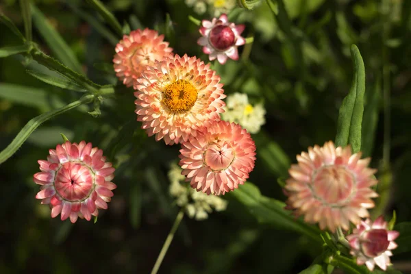 Bright orange flowers of Xerochrysum bracteatum (Helichrysum bracteatum or Paper Flower) grow in the garden, beautiful bright flowers in summer. Gardening, cultivation of peach straw flowers. View from above
