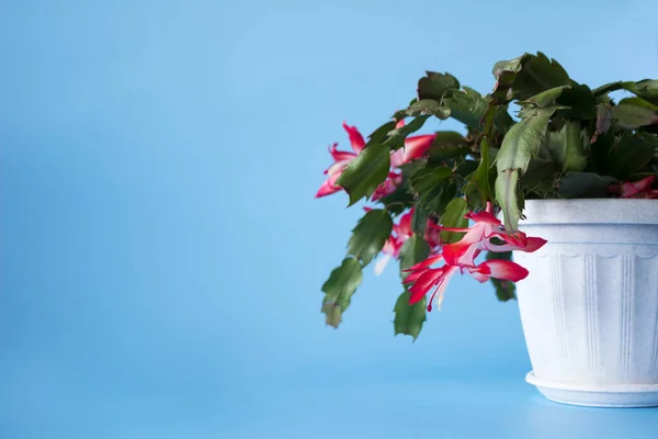 Beautiful Red Schlumbergera Lidcactus Also Called Christmas Cactus Blue Background — Stock Photo, Image