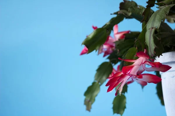 Vacker Röd Schlumbergera Eller Lidkaktus Och Även Kallad Jul Kaktus — Stockfoto