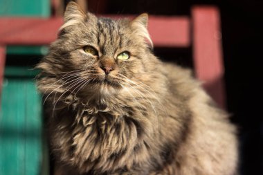 Yumuşak gri-kahverengi bir kedi kahverengi bir ahşap bankta ve yeşil bir binada oturur. Açık hava yetişkin kedi, güneşli hava.