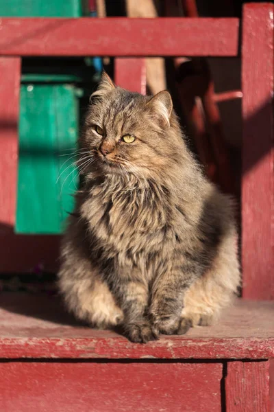 A fluffy gray-brown cat sits on a brown wooden bench and a green building. Outdoor adult cat, sunny weather