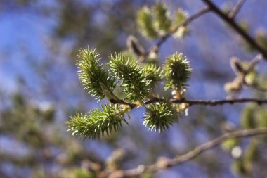 A branch of fluffy Pussy willow, blossoming pussy willow in spring against a blue sky. Coming of spring concept, blurred background