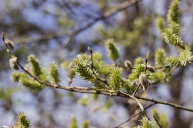 A branch of fluffy Pussy willow, a blossoming green pussy-willow in spring against a blue sky. Coming of spring concept, blurred background
