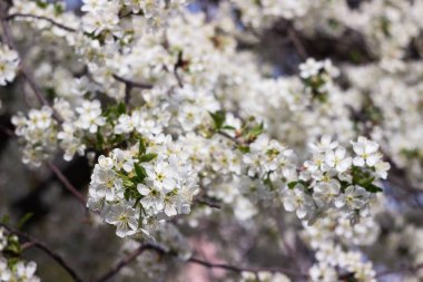 Baharda çiçek açan ağaç, arka planda bulanıklık. Kiraz ağacında küçük beyaz çiçekler
