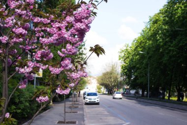 Pembe tüylü sakura yol kenarındaki kaldırımda çiçek açıyor açık havada mavi gökyüzü olan arabalarla. Baharda çok çiçekli sakura. Vinnytsia Ukrayna