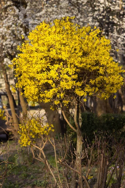 Forsythia Europaea Квітучий Кущ Жовтими Квітами Весна Рослина Біля Клумби — стокове фото