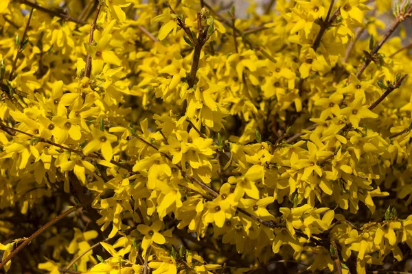 Forsythia Europaea Arbusto Forsythia Florido Com Flores Amarelas Primavera Uma — Fotografia de Stock