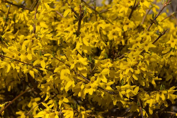 Forsythia Europaea Arbusto Forsythia Florido Com Flores Amarelas Primavera Uma — Fotografia de Stock