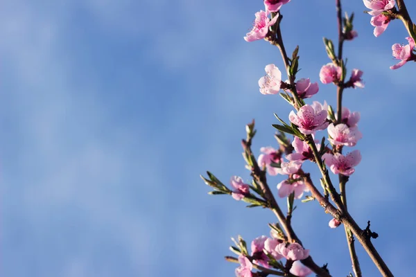 Рожеві Персикові Квіти Проти Блакитного Неба Чисту Погоду Цвіте Фруктове — стокове фото
