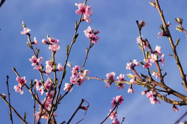 Pink peach flowers against a blue sky in clear weather. Blooming tree in the garden, background