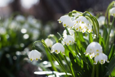 Leucojum vernum - ormandaki ilkbahar kar tanesi çiçekleri. Bulanık arkaplan, bahar kavramı