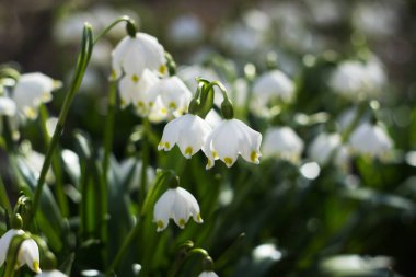Leucojum vernum - ormandaki ilkbahar kar tanesi çiçekleri. Bulanık arka plan, bahar konsepti. İki çiçek.