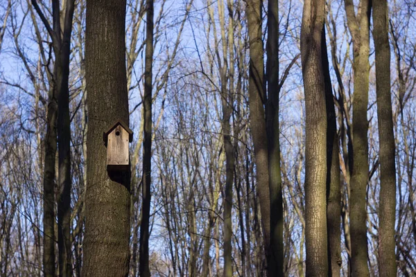 Uma Casa Pássaro Madeira Pende Alto Uma Árvore Entre Chifre — Fotografia de Stock