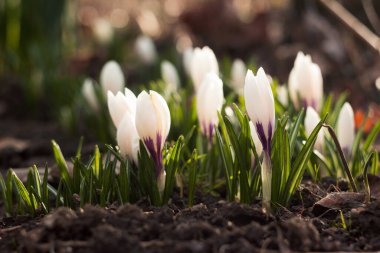 Birçok beyaz timsah güneşli bir günde bahçede çiçek açar. İlk bahar çiçeklerinden biri. Arkaplan