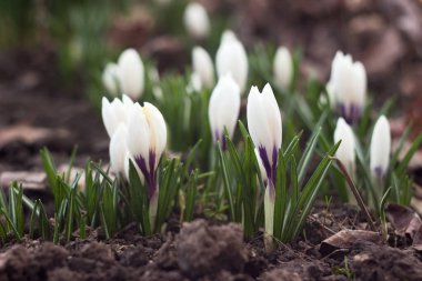 Birçok beyaz timsah güneşli bir günde bahçede çiçek açar. İlk bahar çiçeklerinden biri. Arkaplan