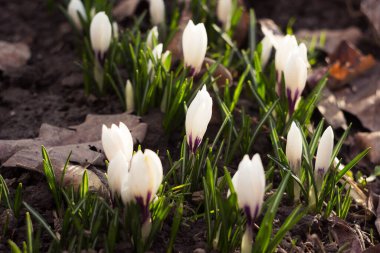 Birçok beyaz timsah güneşli bir günde bahçede çiçek açar. İlk bahar çiçeklerinden biri. Arkaplan