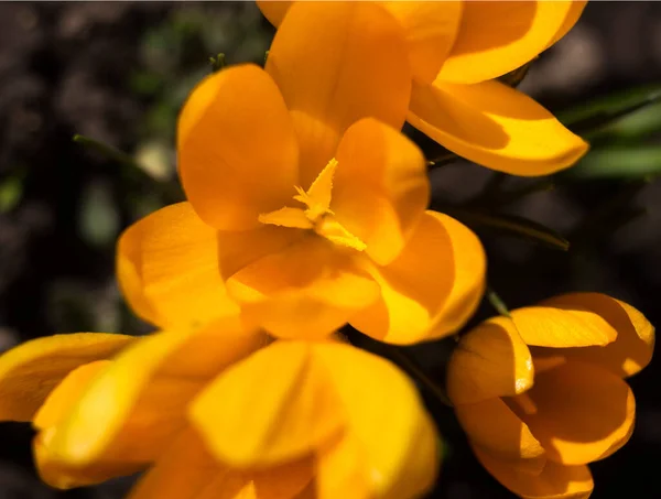 Arbusto Crocos Amarelos Floresce Jardim Fundo Desfocado Close Flores Primavera — Fotografia de Stock