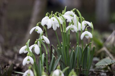 Ormanda çiçek açan kardelen çalısı. Baharın başlarında beyaz çiçekler, arka plan