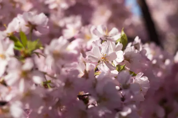 Sakura Rosa Pálido Hermosas Flores Simples Delicadas Árbol Fondo Primavera — Foto de Stock