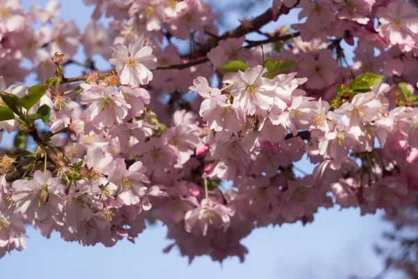 Sakura Rosa Pálido Hermosas Flores Simples Delicadas Árbol Fondo Primavera — Foto de Stock