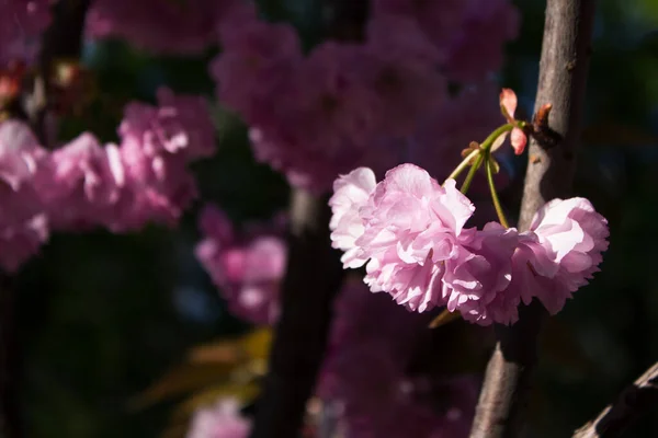 Яскраво Рожева Пухнаста Сакура Красиві Подвійні Квіти Дереві Весняний Фон — стокове фото