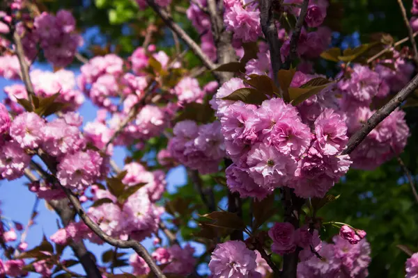 Rosa Brillante Sakura Esponjosa Hermosas Flores Árbol Fondo — Foto de Stock