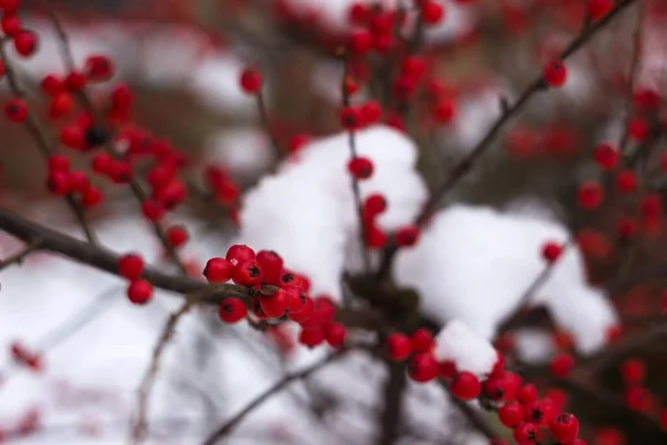 Μπους Στρογγυλά Κόκκινα Μούρα Στο Χιόνι Φόντο Οριζόντια Cotoneaster — Φωτογραφία Αρχείου