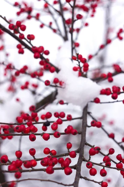 Bush Kerek Piros Bogyókkal Hóban Háttérben Cotoneaster Horizontalis — Stock Fotó