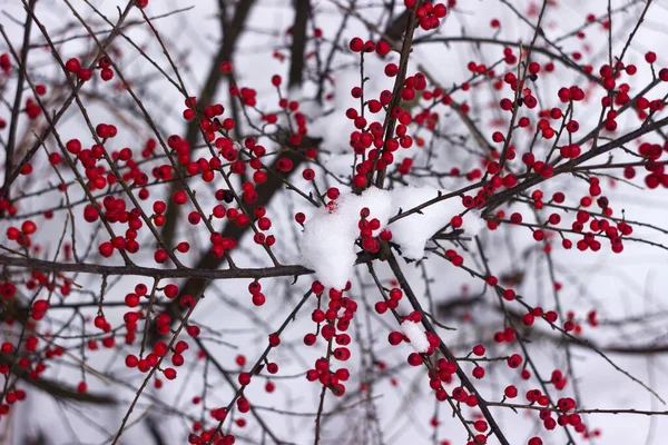Bush Kerek Piros Bogyókkal Hóban Háttérben Cotoneaster Horizontalis — Stock Fotó