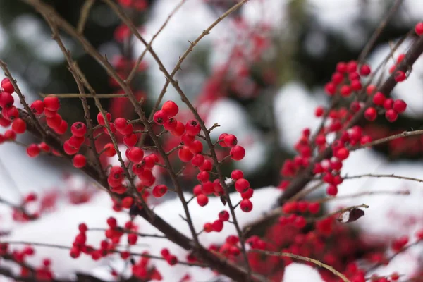 Bush Kerek Piros Bogyókkal Hóban Háttérben Cotoneaster Horizontalis — Stock Fotó