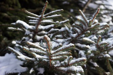 Karda ladin, karla kaplı yeşil kozalaklı dallar. Kış arkaplanı