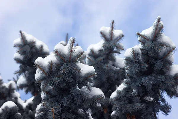 Kék Lucfenyő Hóban Tűlevelű Tüskés Ágak Hógolyóval Borítva Téli Háttér — Stock Fotó