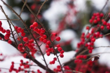 Karda yuvarlak kırmızı böğürtlenli Bush, arka plan. Cotoneaster yatay