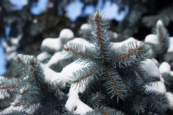 Kék Lucfenyő Hóban Tűlevelű Tüskés Ágak Hógolyóval Borítva Téli Háttér — Stock Fotó