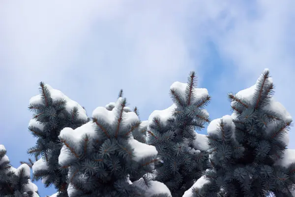 Kék Lucfenyő Hóban Felé Tűlevelű Tüskés Ágak Borítják Egy Hógolyó — Stock Fotó