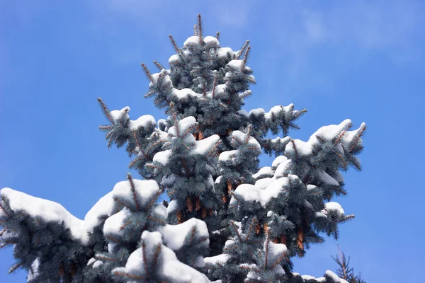 Kék Lucfenyő Teteje Hóban Kék Égbolttal Szemben Tűlevelű Tüskés Ágakat — Stock Fotó
