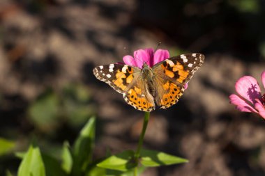 Painted Lady butterfly (Vanessa Cardui), wings opened, feeding pollen, collects nekrar from pink flower. Butterfly with wings, top view, summertime background clipart