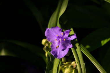 Virginia Spiderwort çiçekleri (Tradescantia virginiana) bahçede çiçek açarlar. Tradescantia ohiensis ya da Ohio örümcek otu olarak bilinir. Koyu arkaplan
