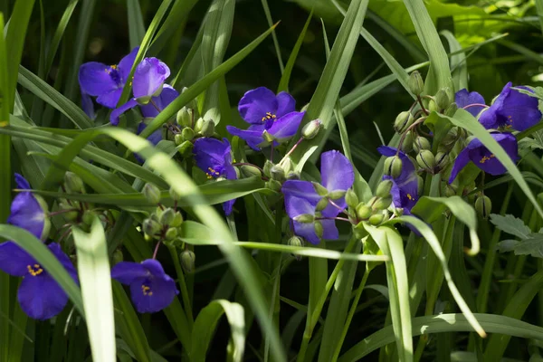 Virginia Spiderwort Kwiaty Tradescantia Virginiana Kwitnie Ogrodzie Tle Tradescantia Ohiensis — Zdjęcie stockowe