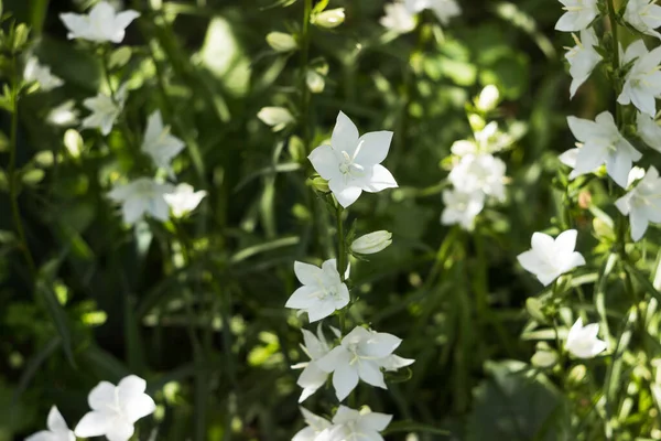 Flores Sino Branco Campanula Persicifolia Crescendo Jardim Close Fundo Verde — Fotografia de Stock