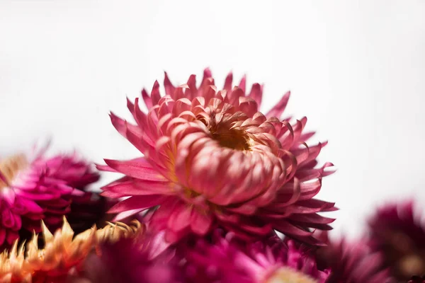 Rosa Och Röda Blommor Xerochrysum Bracteatum Helichrysum Bracteatum Vit Bakgrund — Stockfoto