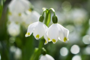 Leucojum vernum - ormandaki ilkbahar kar tanesi çiçekleri. Bulanık arkaplan, bahar kavramı