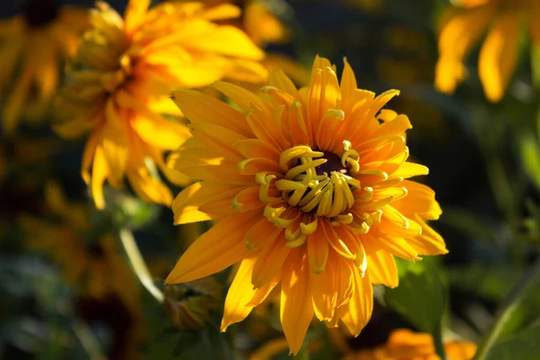 Terry Multi Pétalos Rudbeckia Hirta Flores Color Amarillo Brillante Verano — Foto de Stock