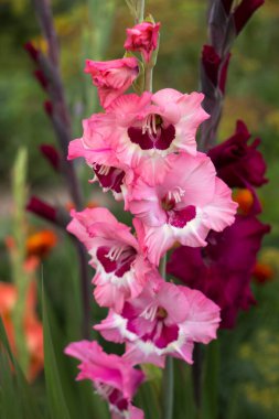 Bahçede diğer çiçeklerin arasında güzel açan gladioli çiçekleri. Büyük çiçekli, koyu renkli ve ahududu gladiolusu olan pembe bir gladyatör. Gladiolus türleri: Şarap ve Güller ve Erik Turtası