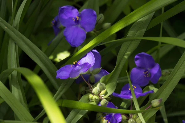 버지니아 스파이더 Tradescantia Virginiana 배경에 피운다 트라데칸 엔시스 Tradescantia Ohiensis — 스톡 사진