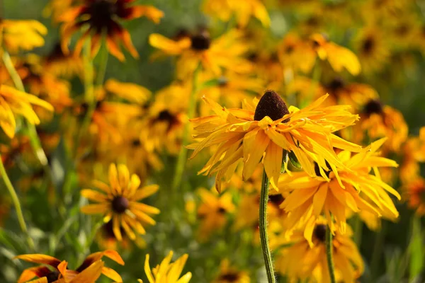 Rudbeckia Hirta Flores Color Amarillo Brillante Verano Florecen Jardín Contexto — Foto de Stock