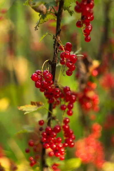 Обильный Урожай Ветви Красной Смородиной Ягод Здоровые Летние Ягоды Пространство — стоковое фото