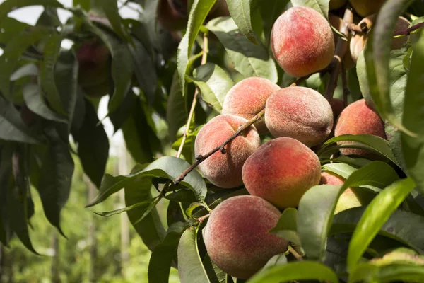 Ripe peaches grow on the tree, summer. Fruit in beautiful sunlight