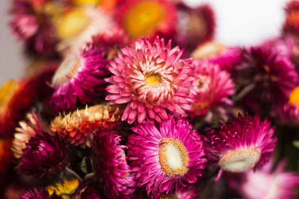 Roze Rode Bloemen Van Xerochrysum Bracteatum Helichrysum Bracteatum Een Witte — Stockfoto